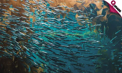 Explore the Underwater World in a Discover Scuba® Diving Experience by Deep Blue Diving Center!